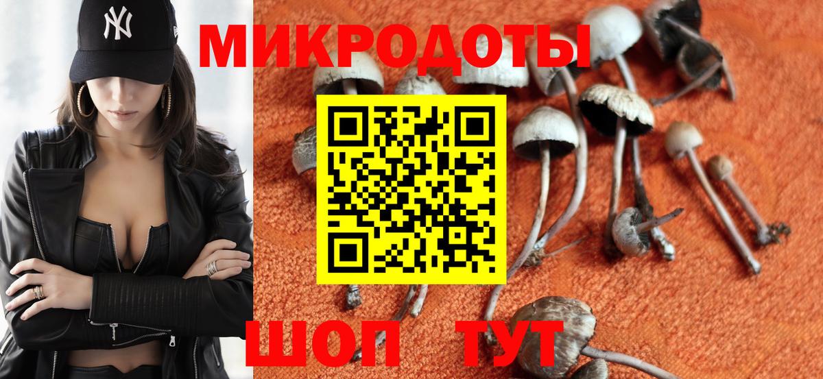 Псилоцибиновые грибы Psilocybe Санкт-Петербург